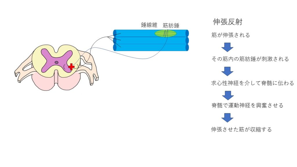 伸張反射